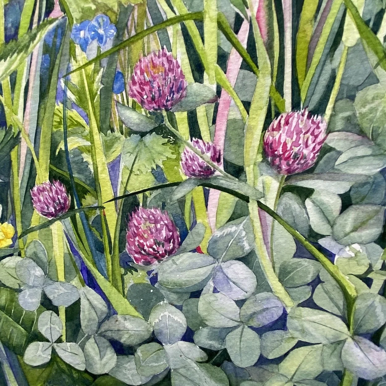Devon Hedgerow May
