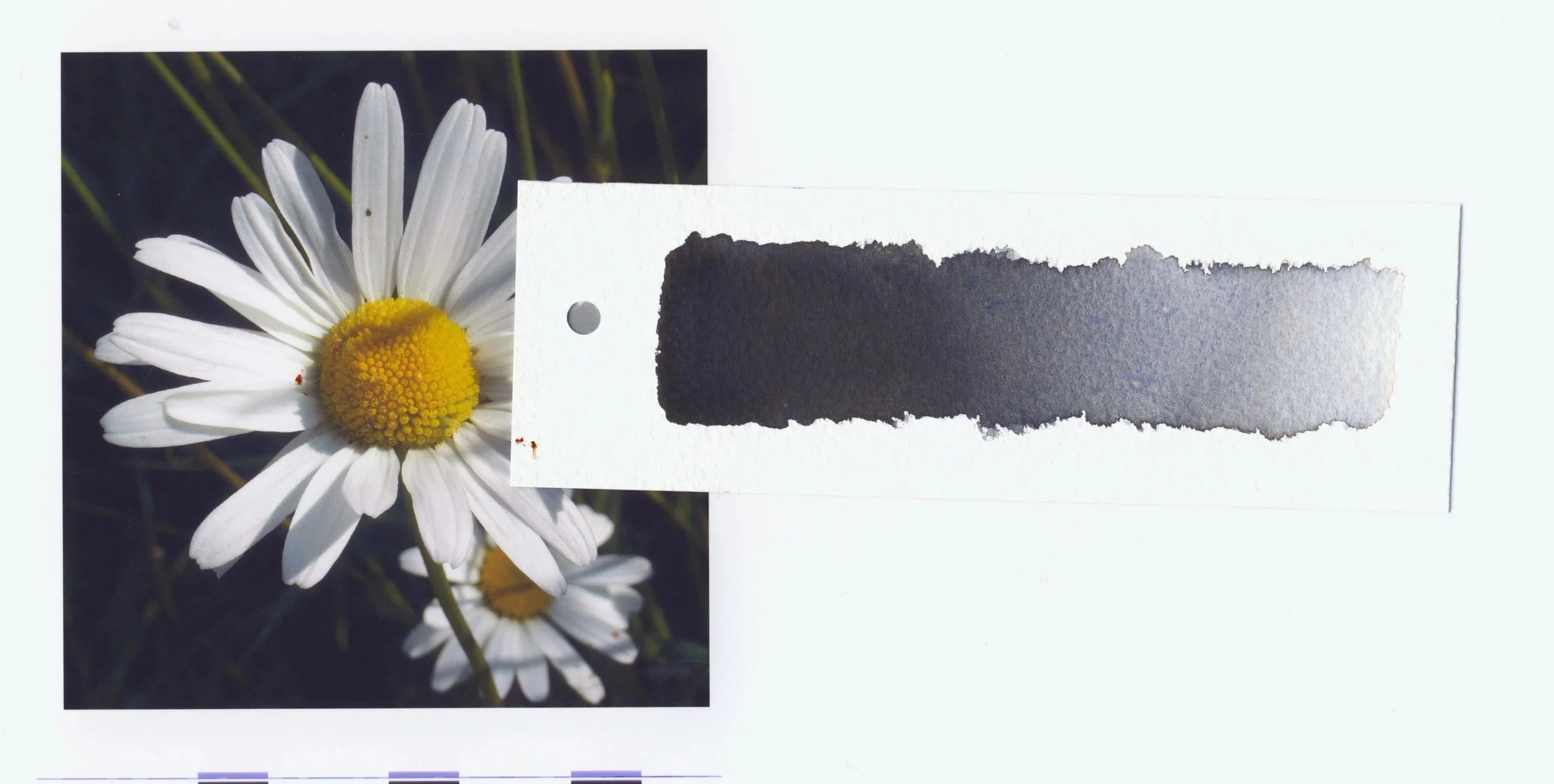Daisy+dark+grey+shadow+spot+adjoining+petals.jpg