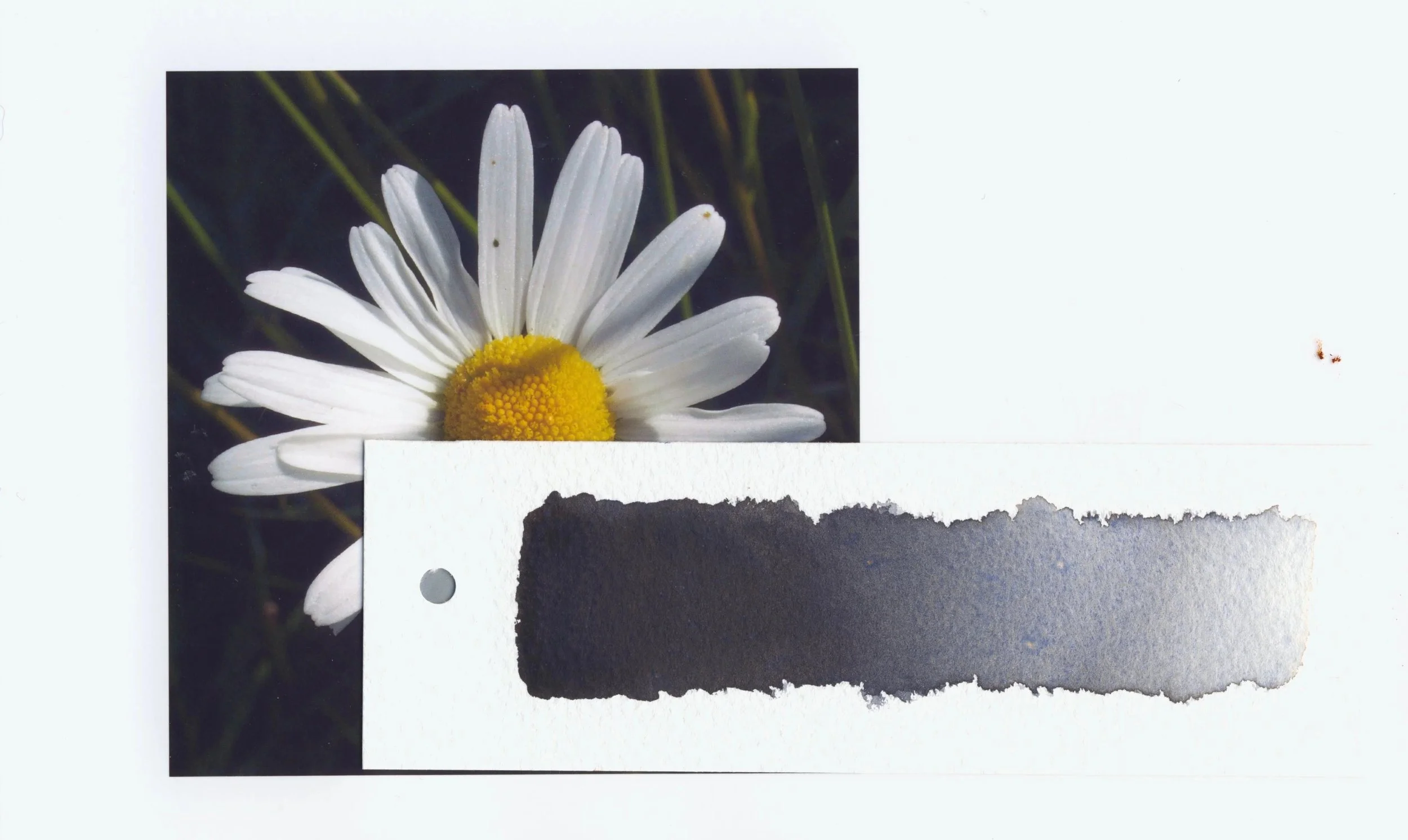 Daisy+dark+grey+shadow+spot+on+petal.jpg