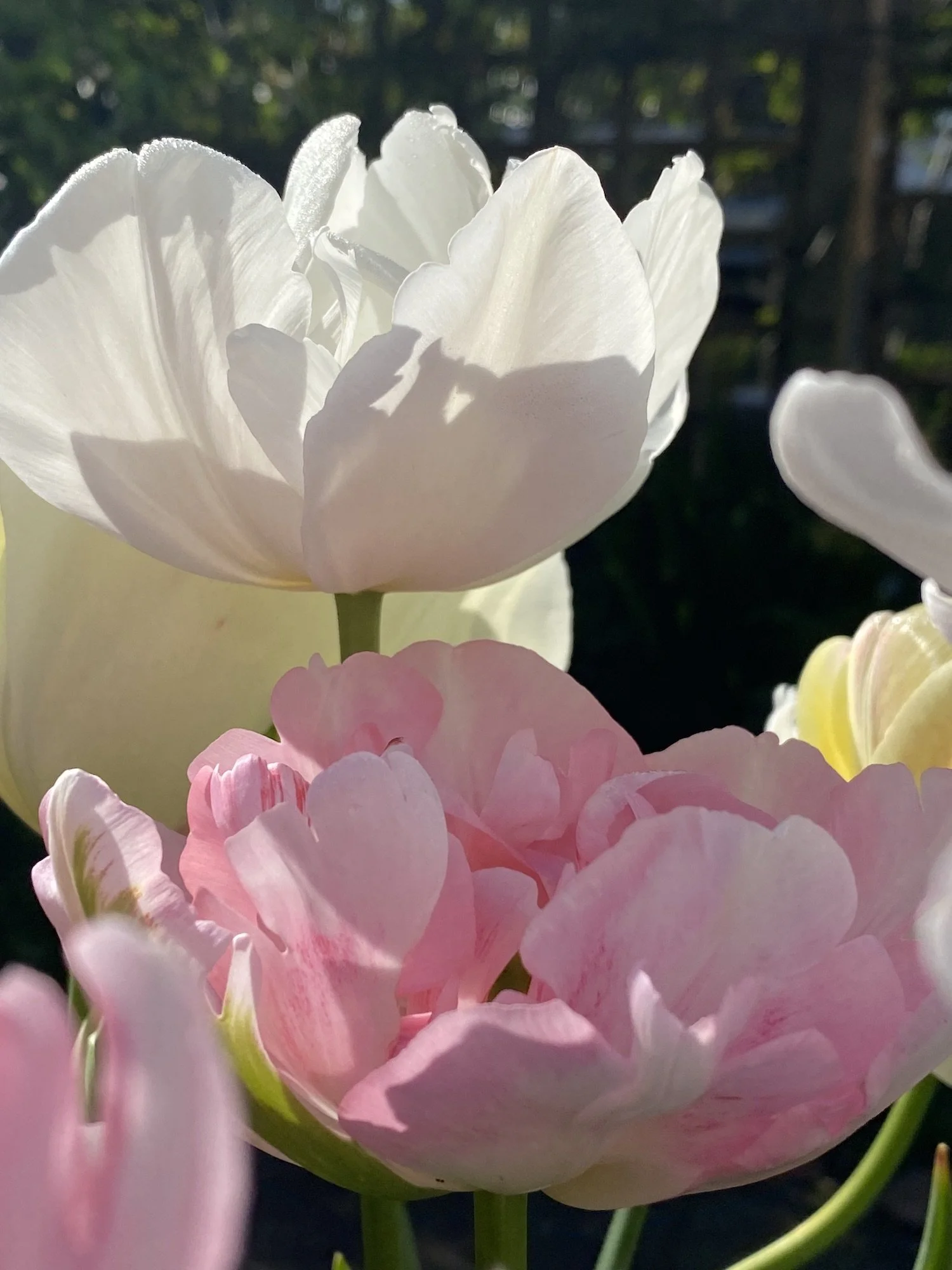 White and Pink tulips.jpeg