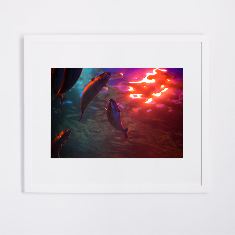 FISH3.jpg