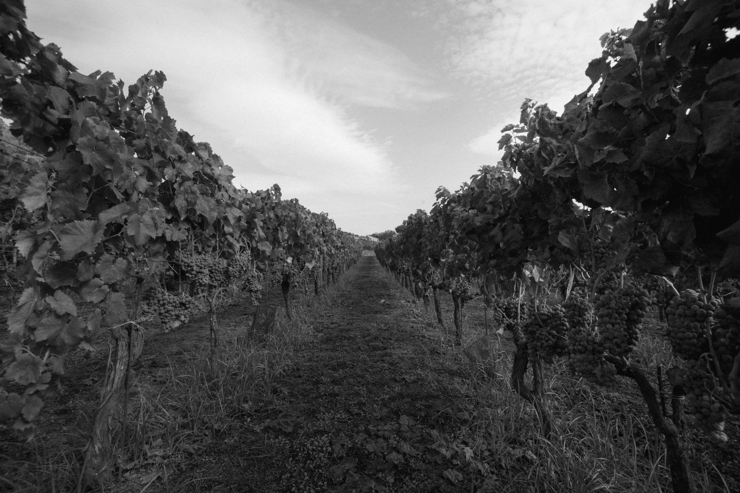 CANTINE "BENANTI"- SICILY