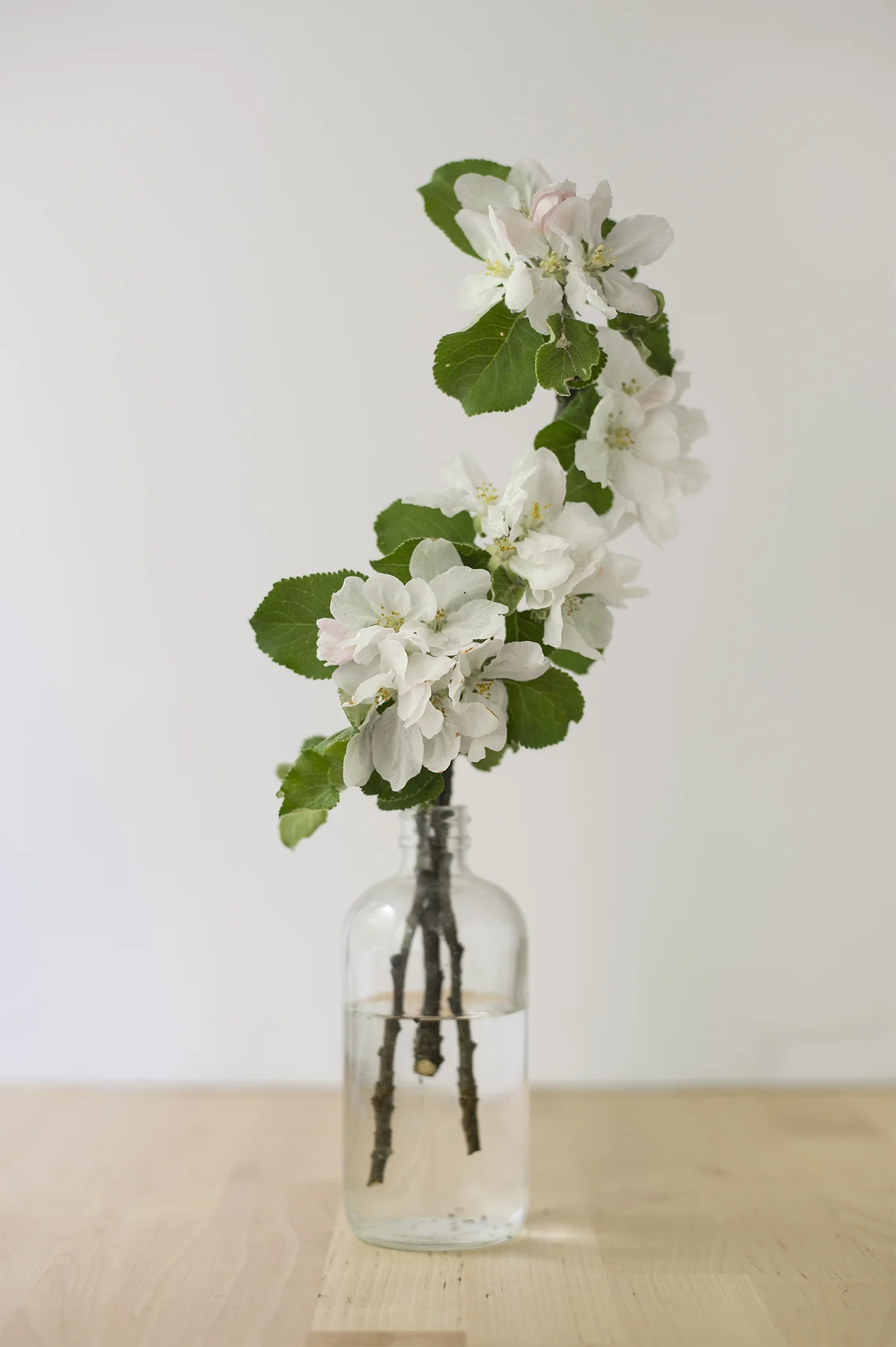Apple Blossom Mood Shot