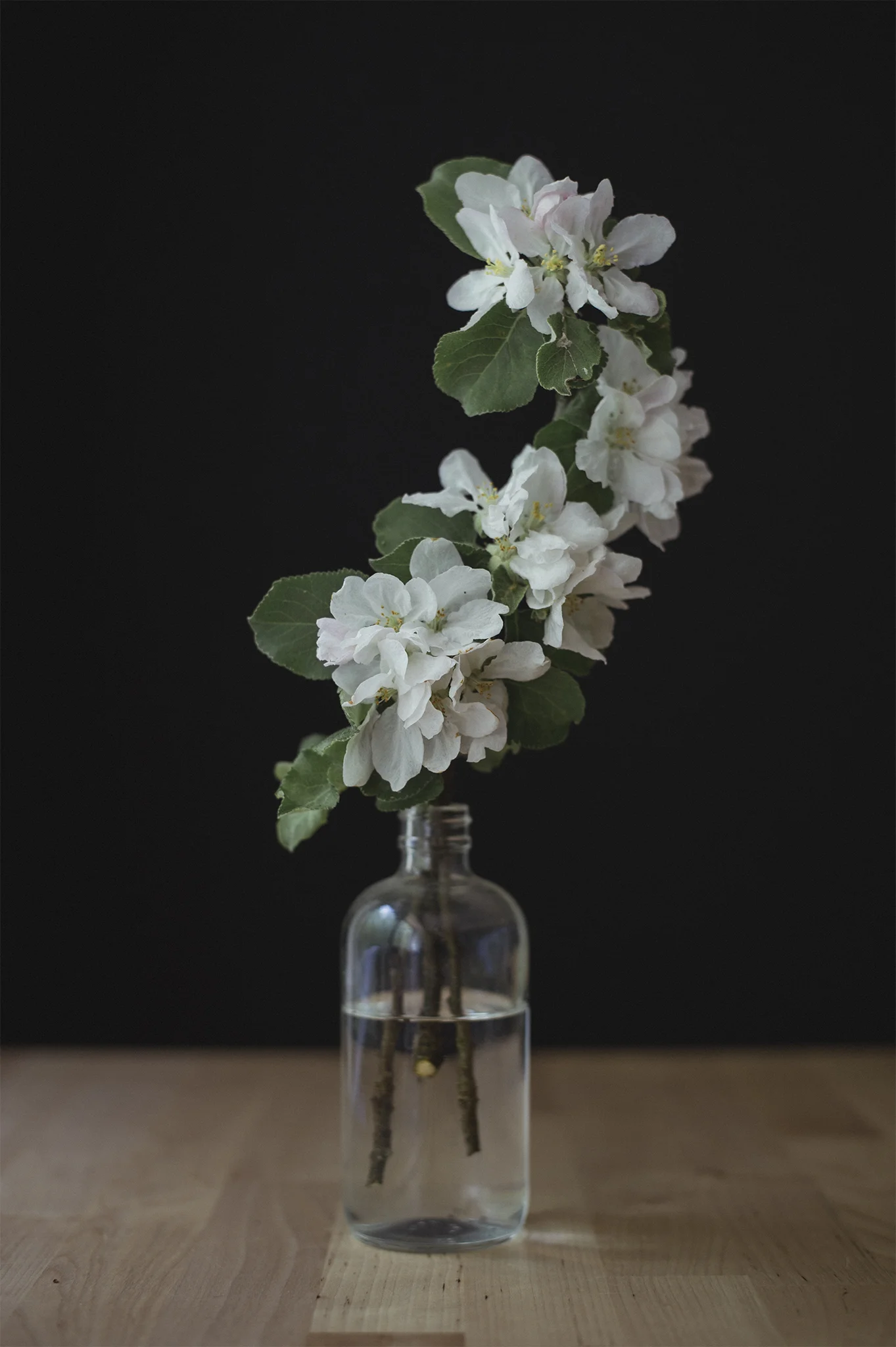 Apple Blossom