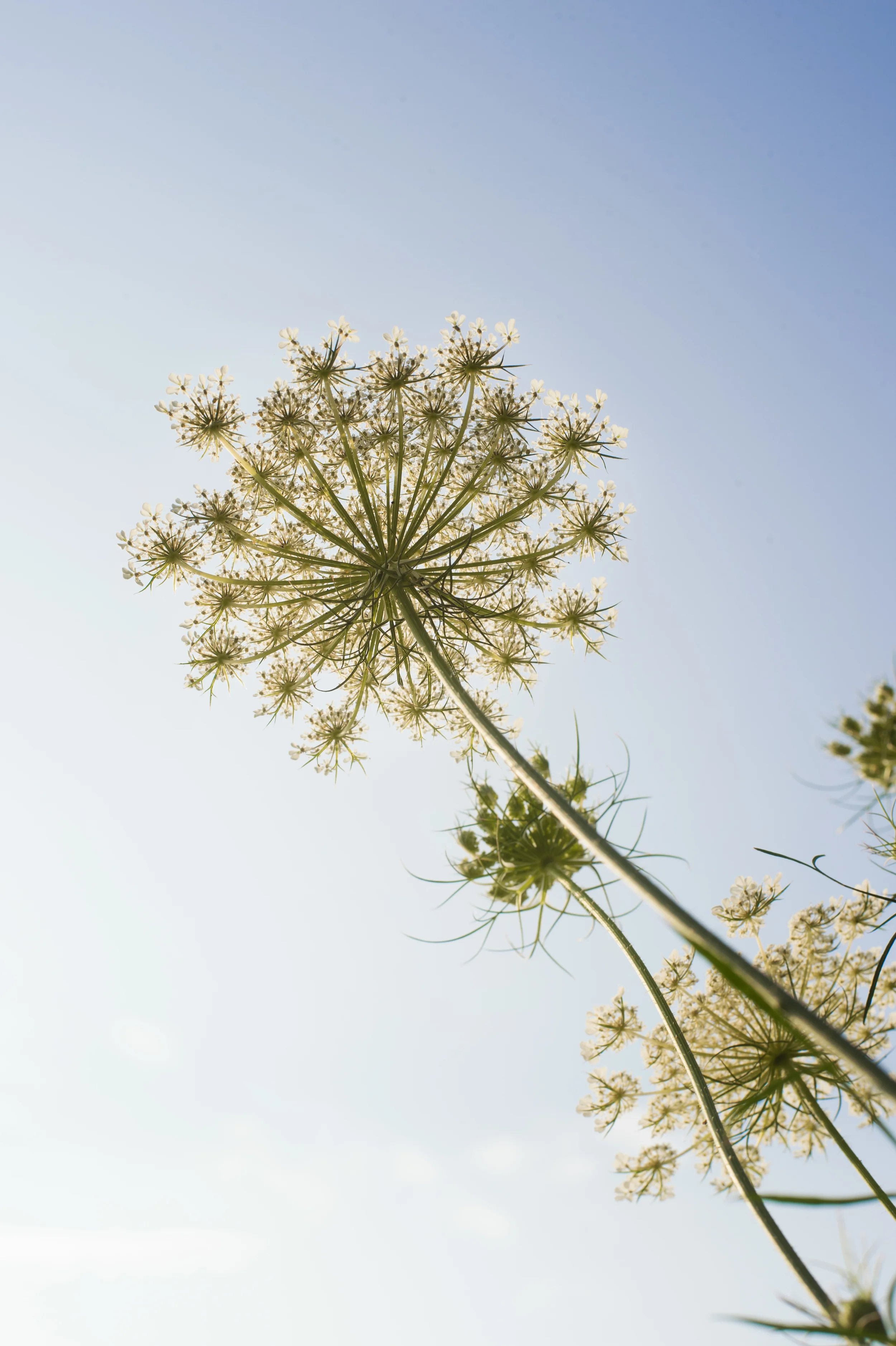 Queen Anne's Lace