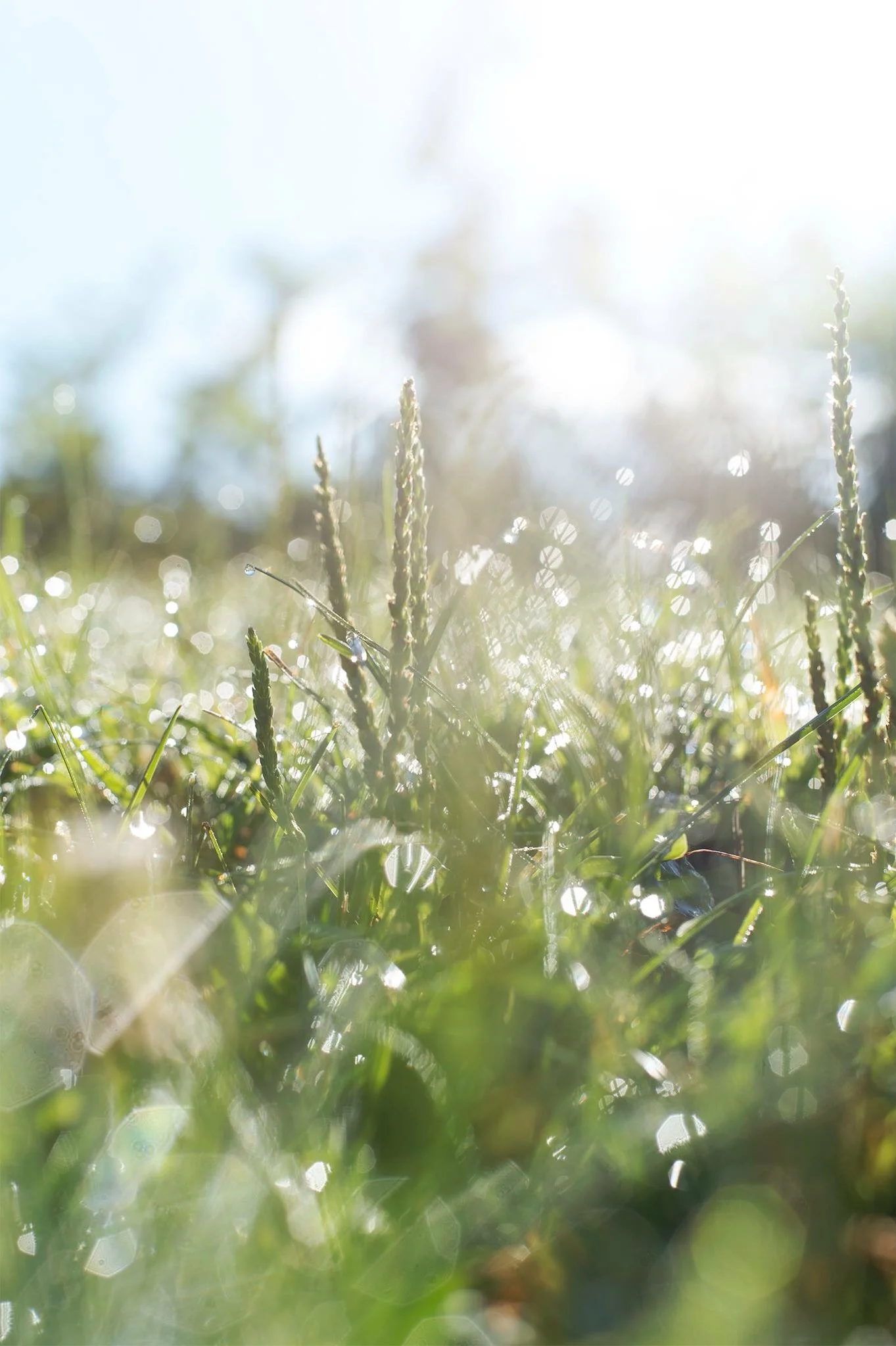 Sometimes, lighting is unimpressive until you change your own perspective. I got down into the wet grass and encountered magic!