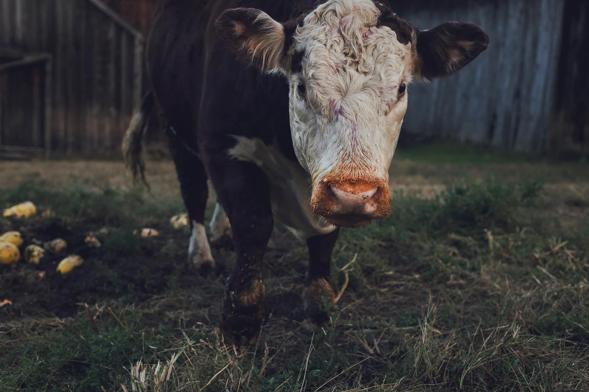 moo_fb.jpg