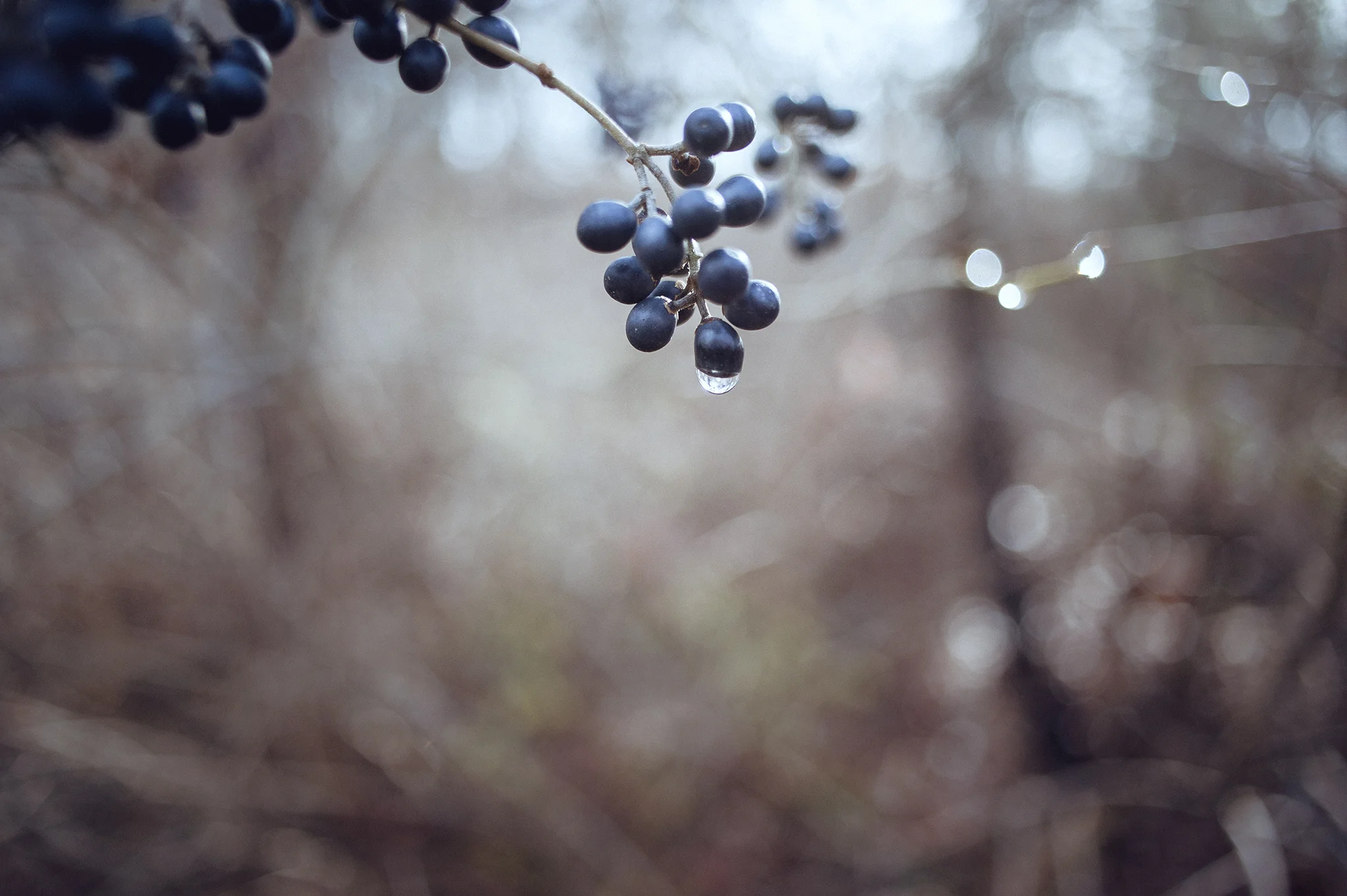 berries_fb.jpg