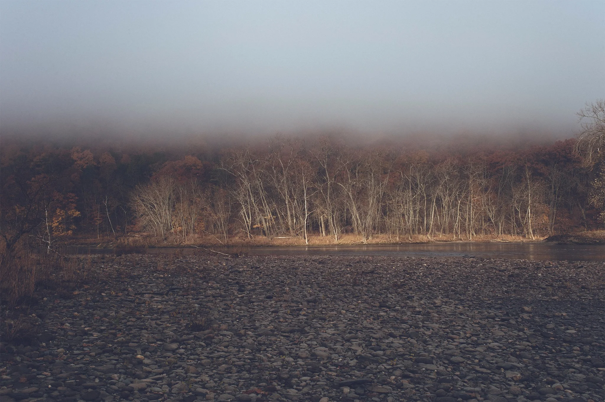 fog_trees2_fb.jpg