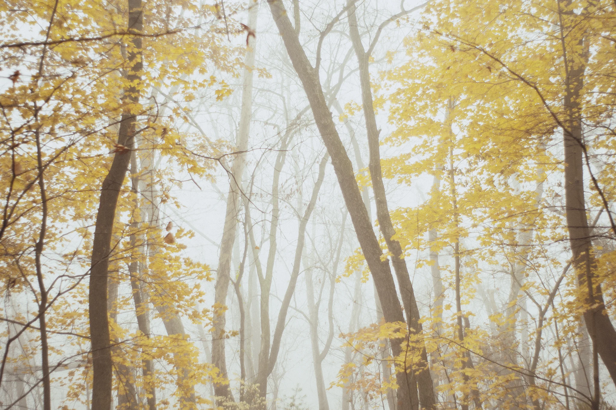 leaves_fb.jpg