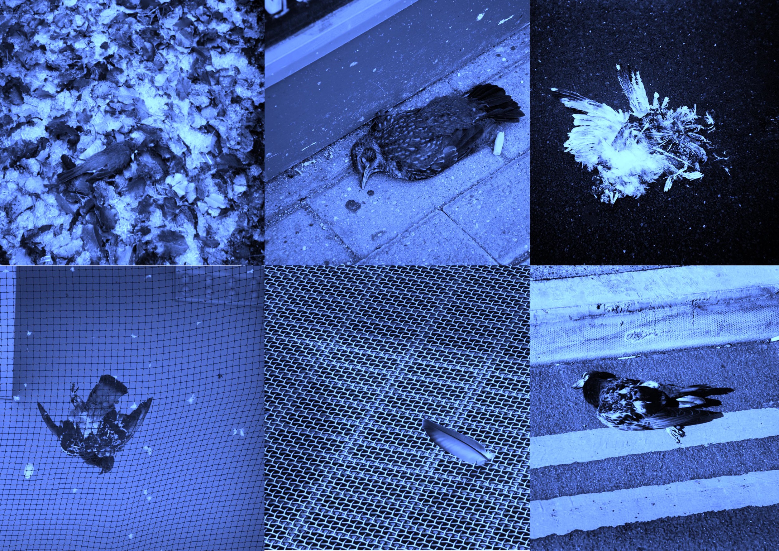 crane book of origami papers called Crane- memento mori. The pattren of origami papers were actually the photos of dead birds. I made many little crane from these papers and spread them all around the city as well as the whole books. You should think about the value of life when you find tthe crane and unfold him.