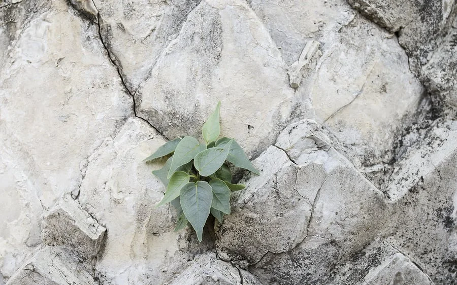 Stone on Stone; Self-death Seeds Life; Beyond the Wall