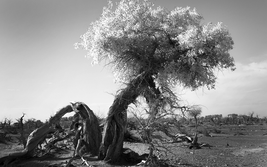 Culture-blindness and the Bible