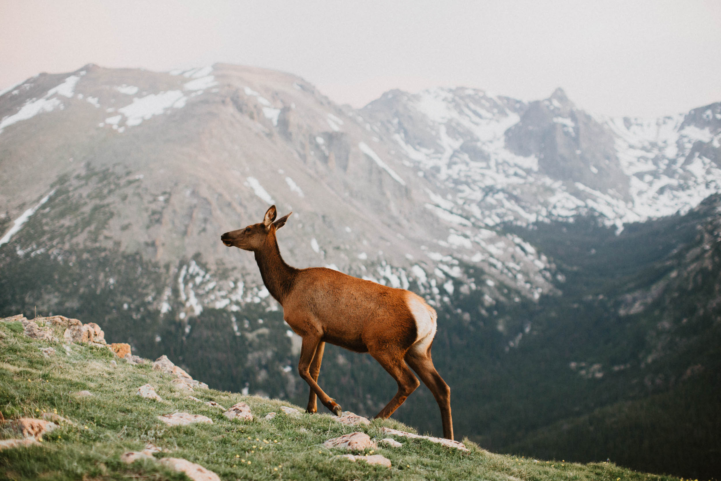 Rocky-Mountain-National-Park-Colorado-Engagement-041@2x.jpg