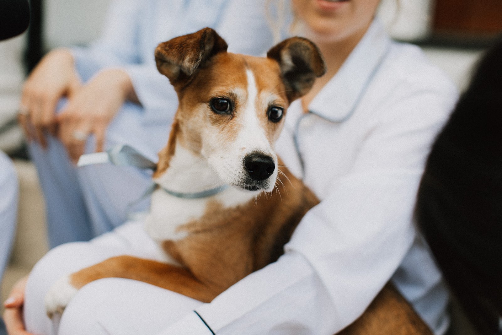 Wedding day dog