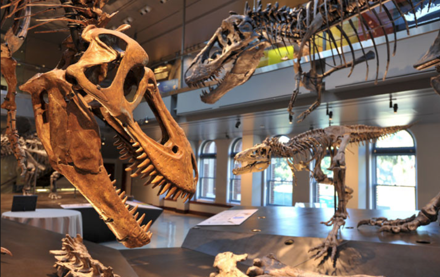NHM LA.png