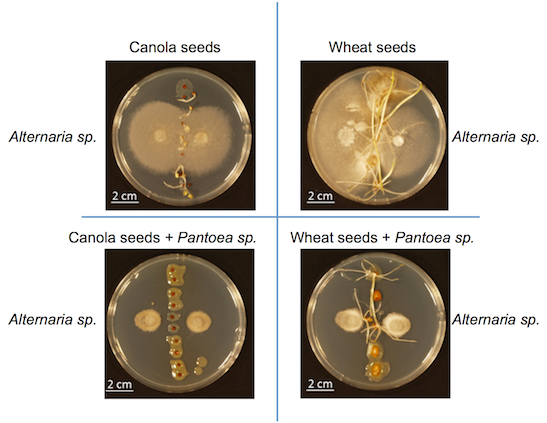 Example of how a beneficial bacterium can protect seeds from fungal spoilage. Composite figure is based on our work at doi:10.1111/nph.12693