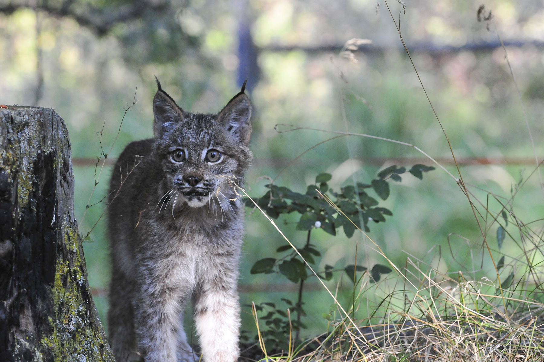 Next-gen Canadian Lynx kitten.