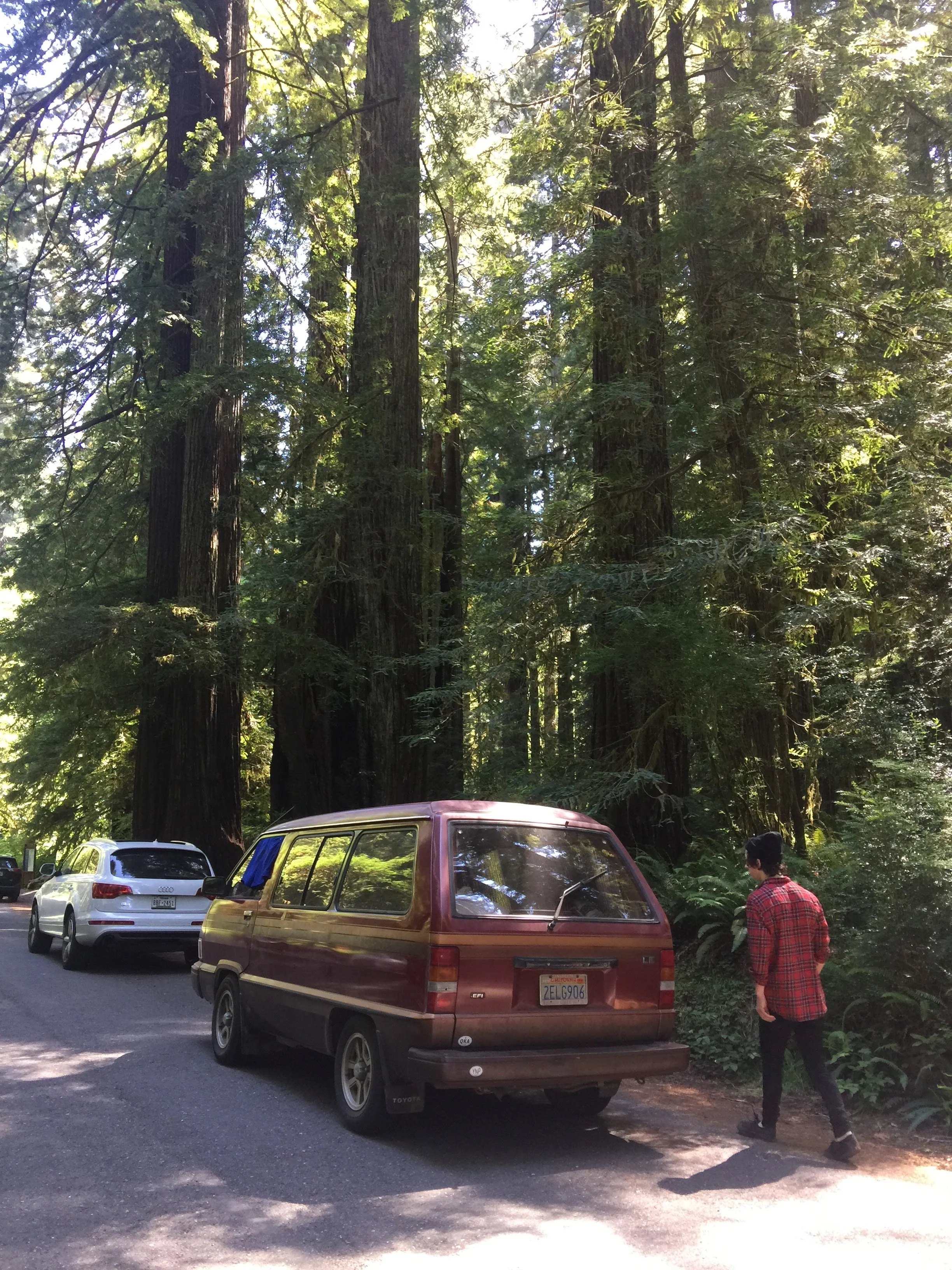  A stop in the redwoods after the van was repaired. We were transfixed.  