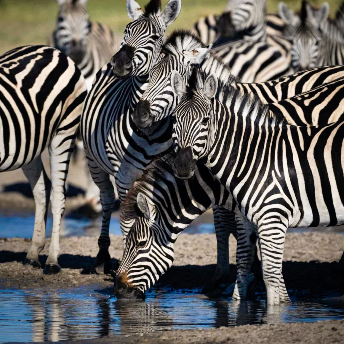 Botswana Okavanga Victoria Falls