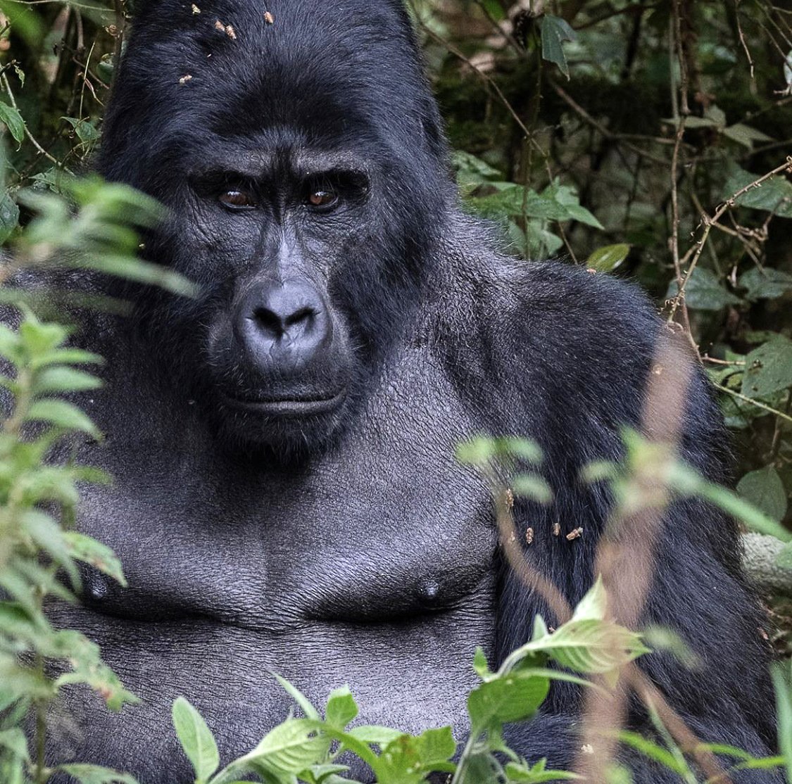 Gorilla_Uganda.png