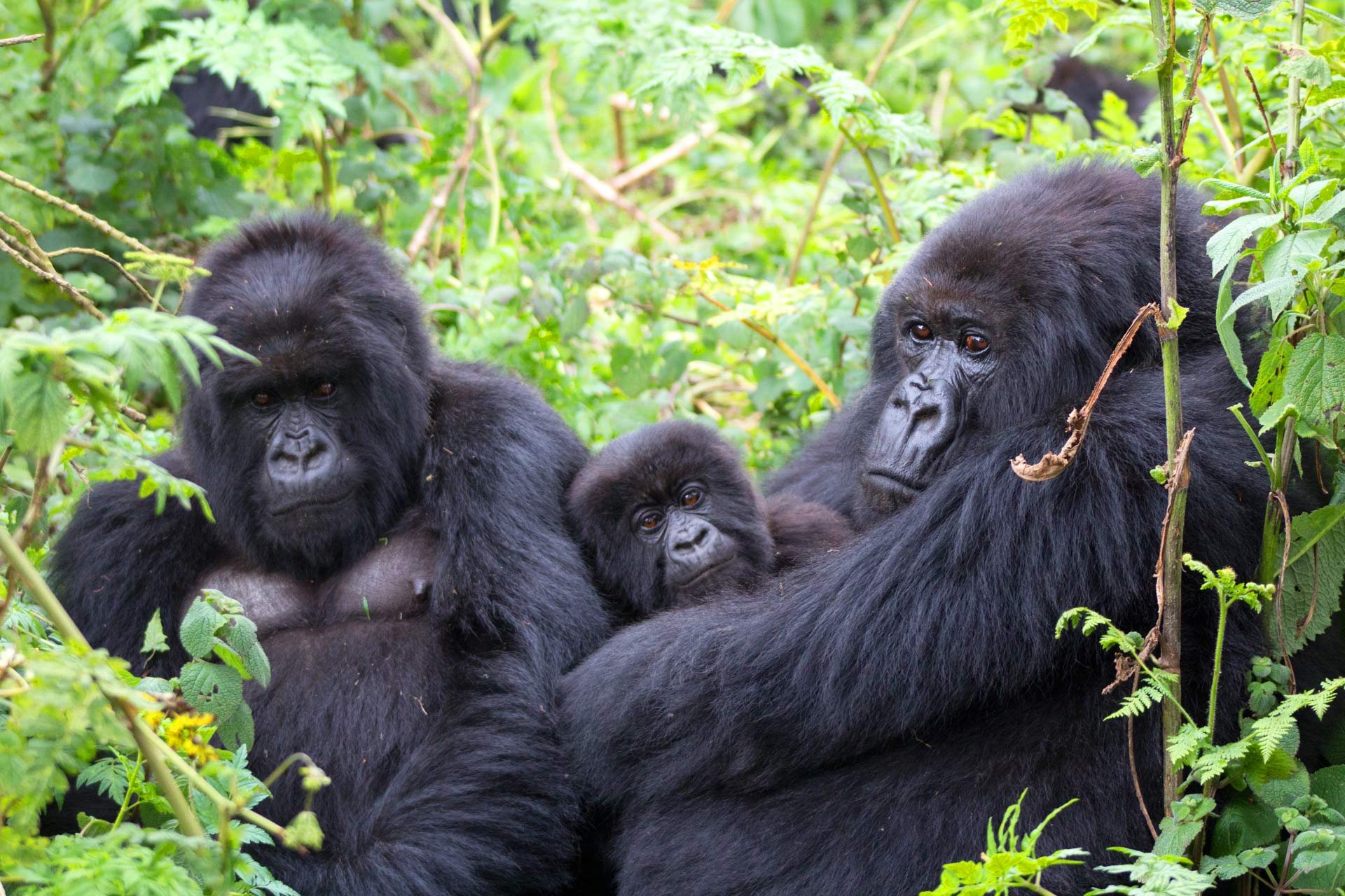 Gorilla Trekking Africa Safari Kilimanjaro Expedition gorilla-trekking-africa-safari-kilimanjaro-expedition