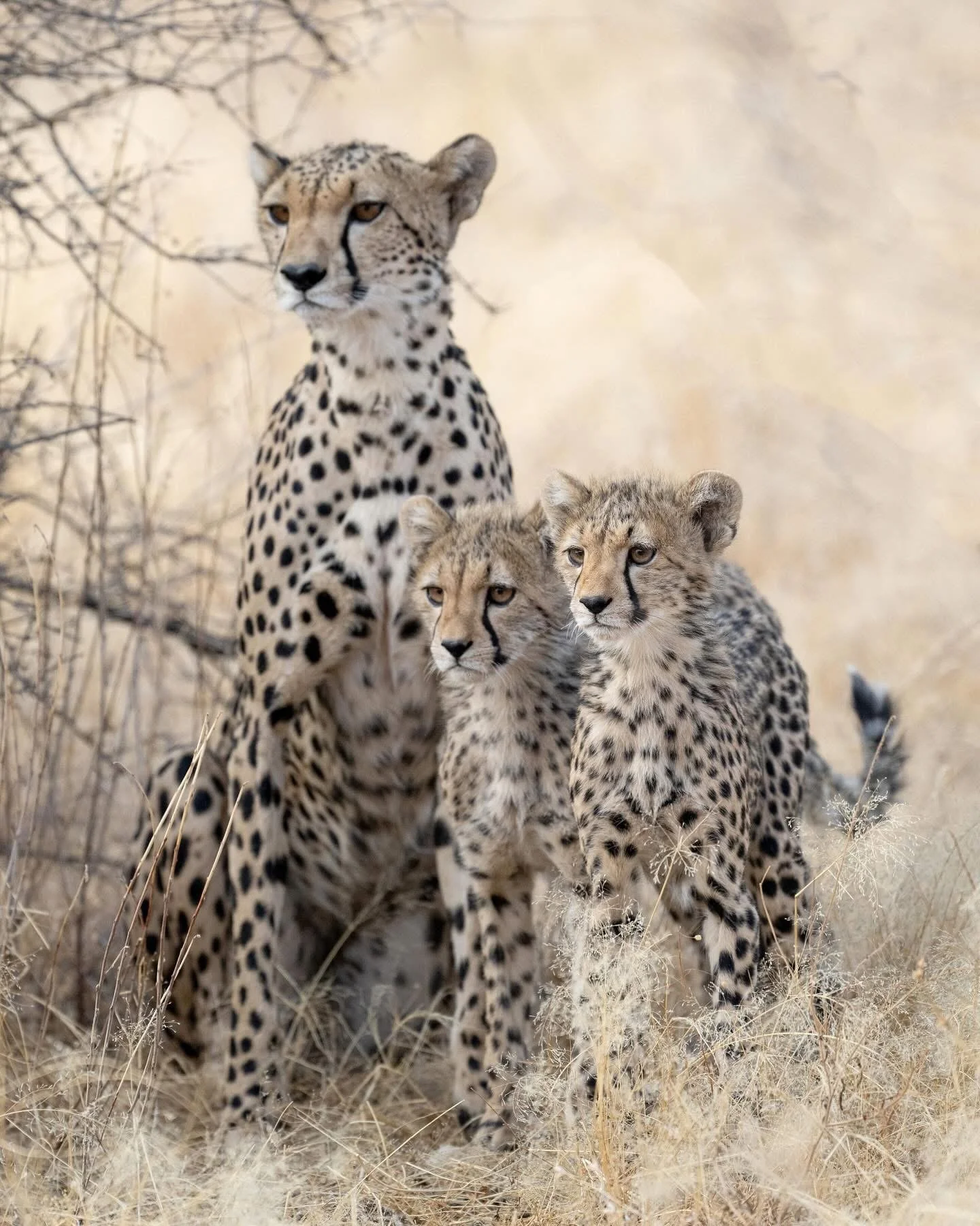 cheetah masai mara kenya