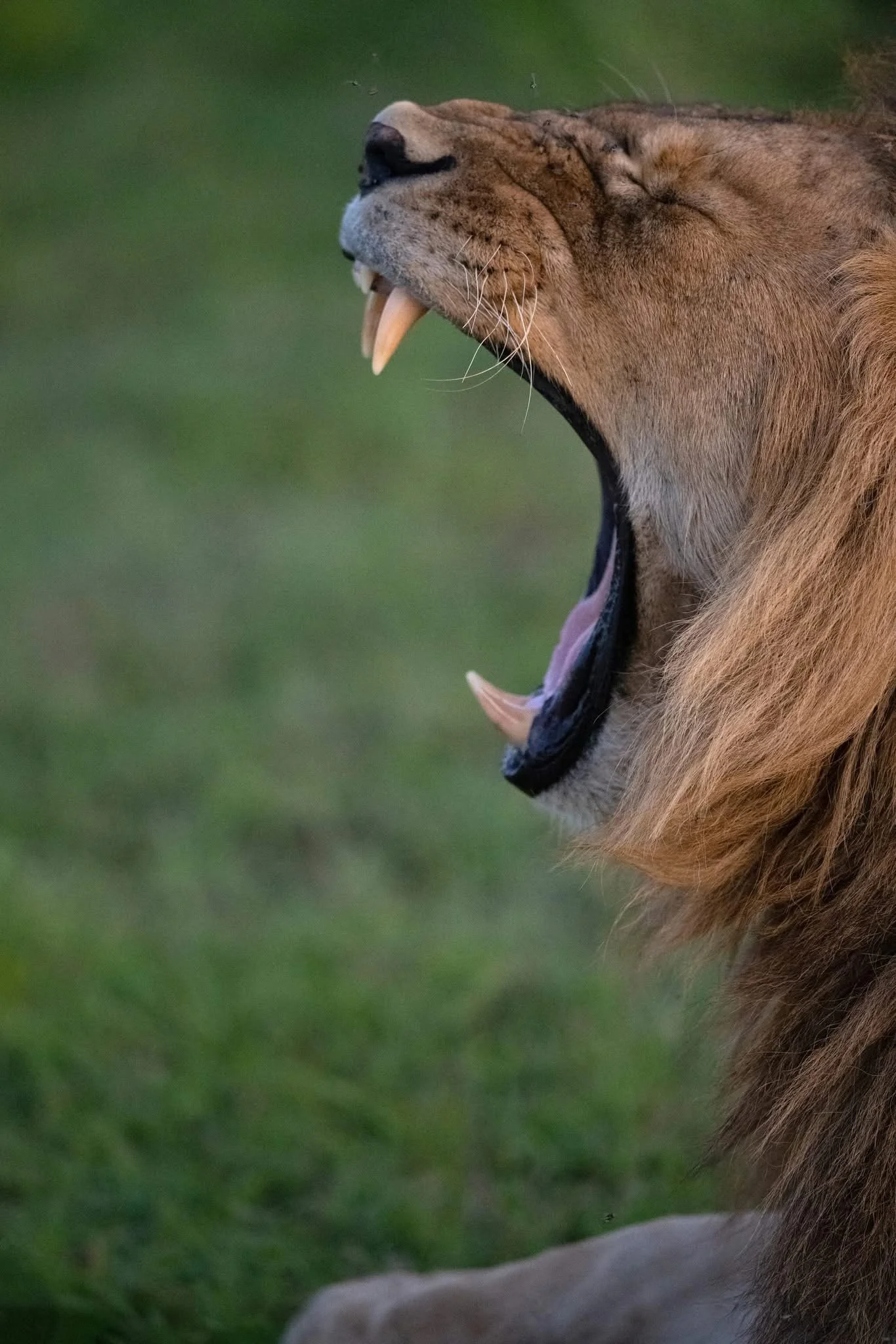 wild life photography