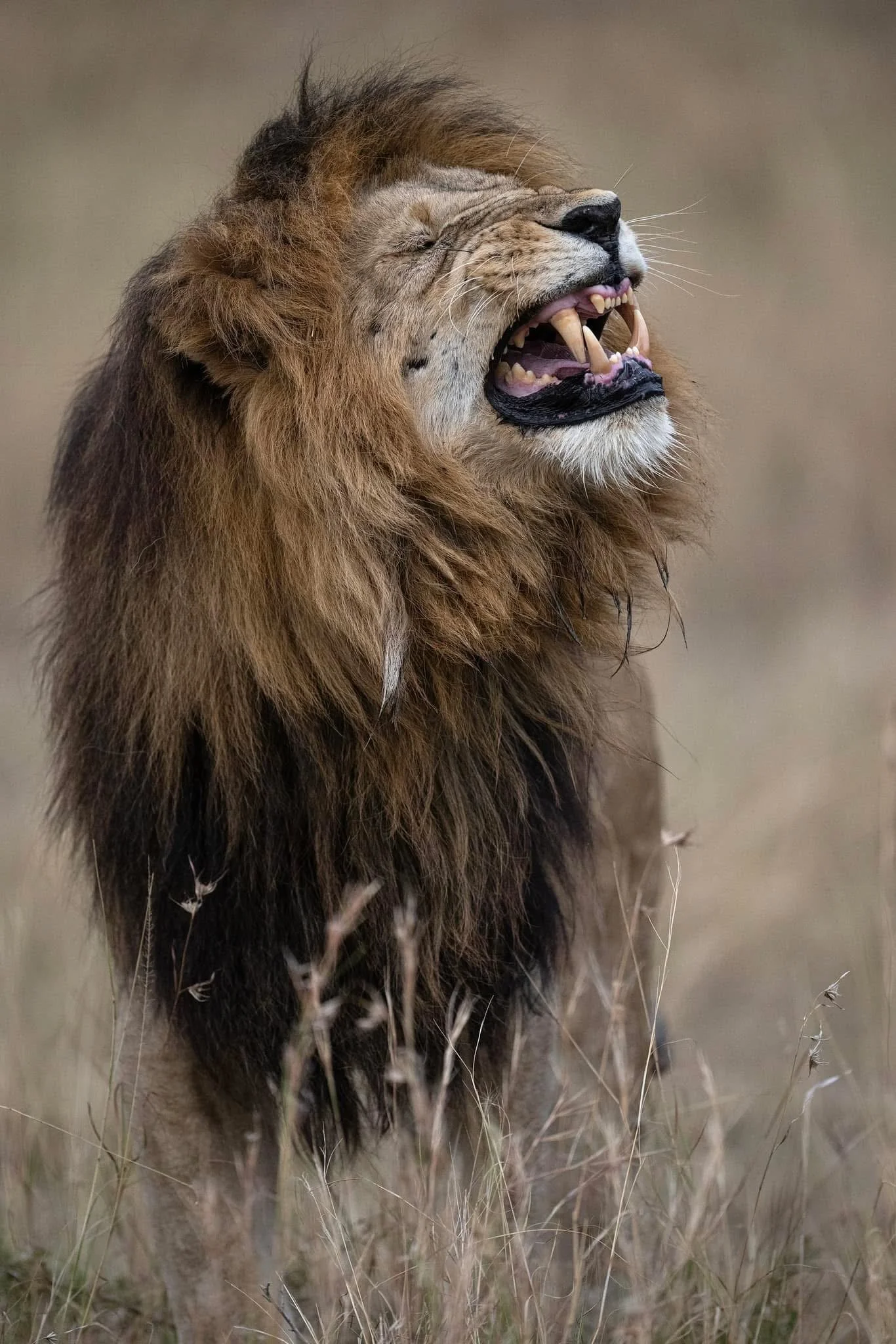 Lion Masai Mara Kenya