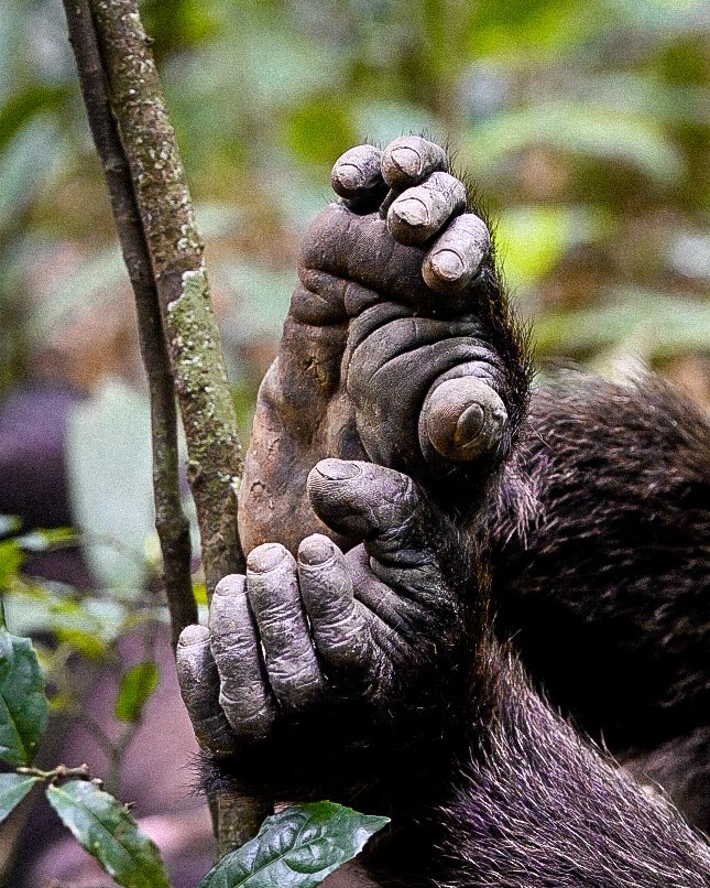 Gorilla trekking uganda bwindi