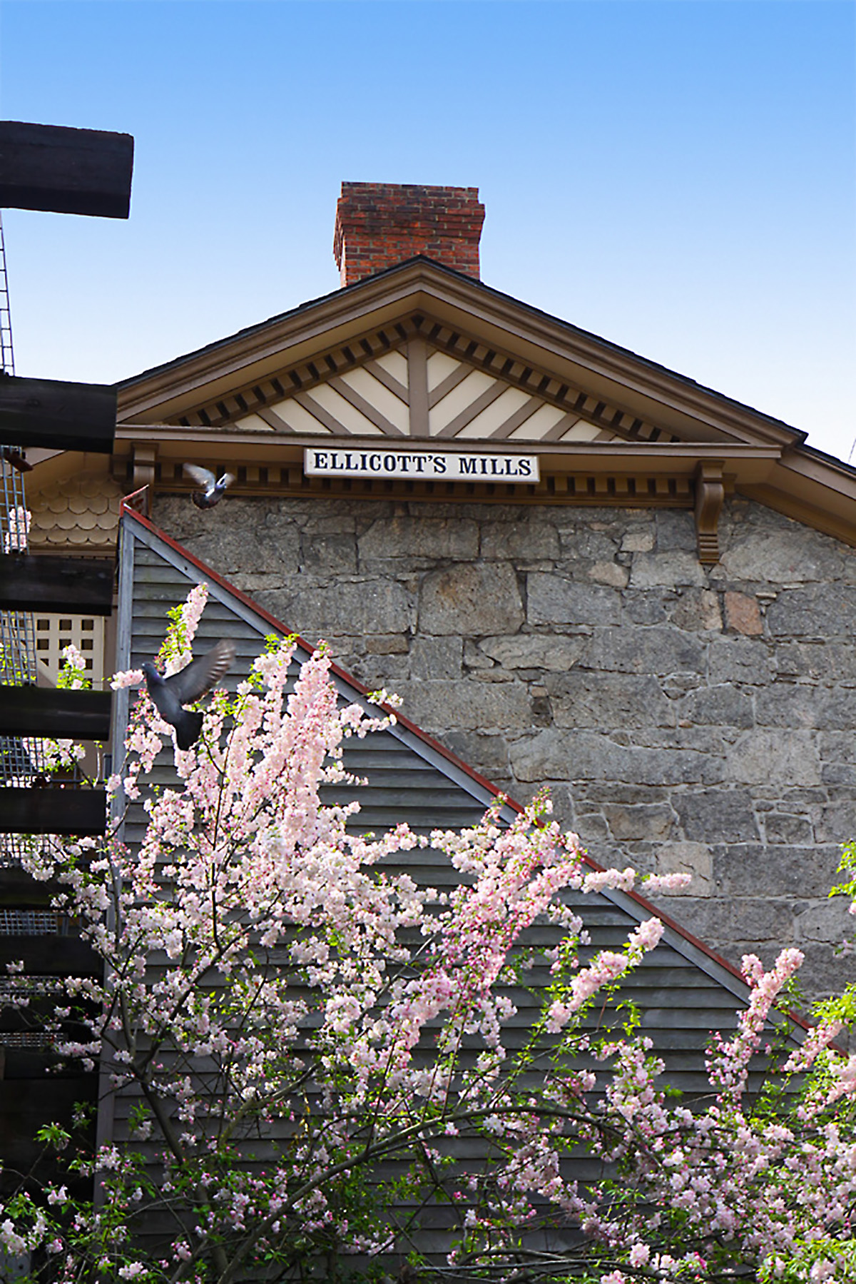 Cherry trees blooming at B&O tain depot 2011