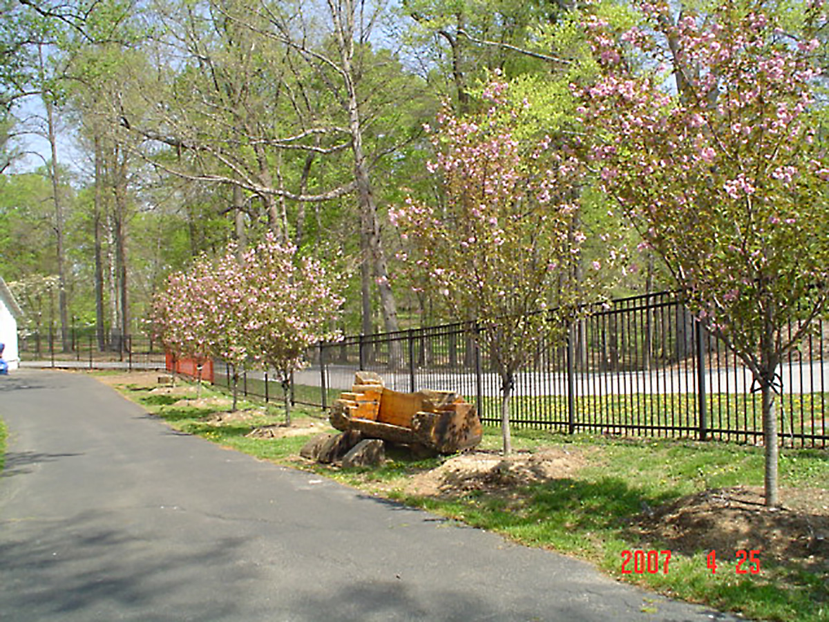 Cherry trees 2007