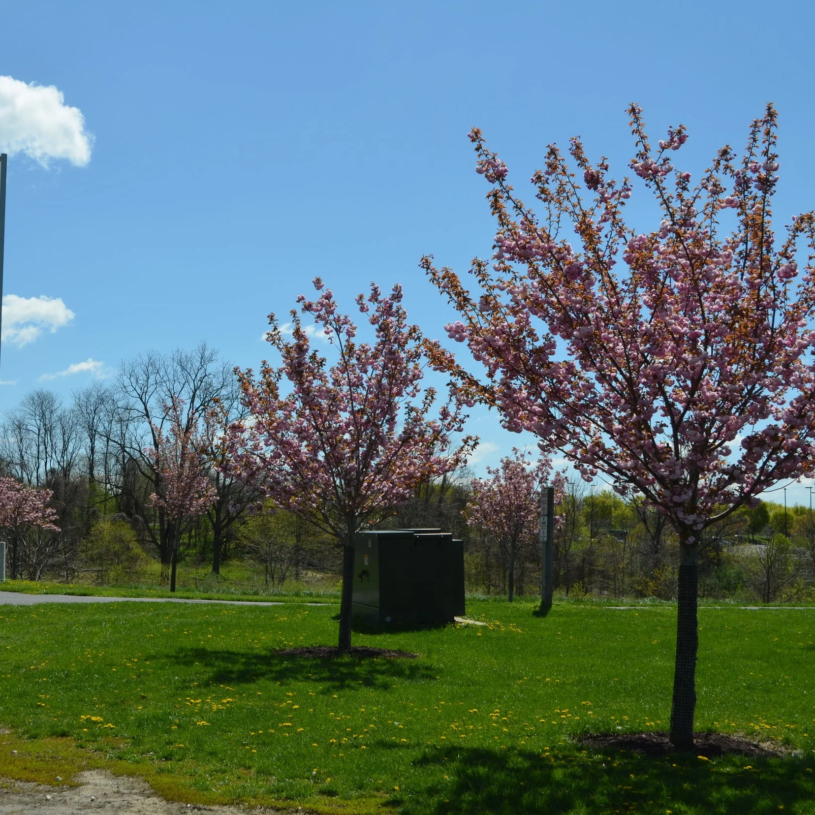Some of the Kwanzan cherry trees at the Meadowbrook Complex.