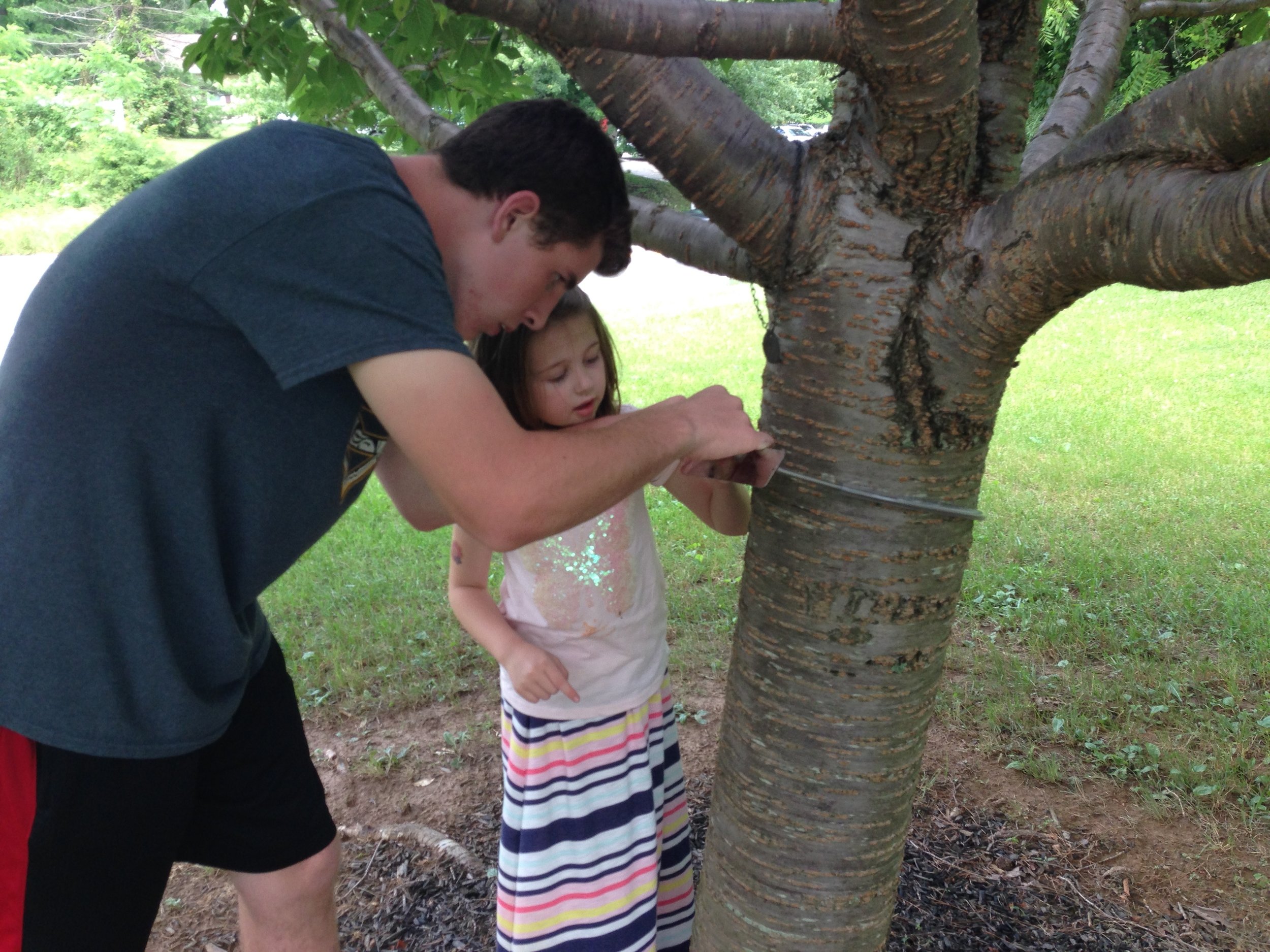 Placing a tree hugger on one of the Kwanzan cherry trees in Cedar Lane Park off of Route 108.