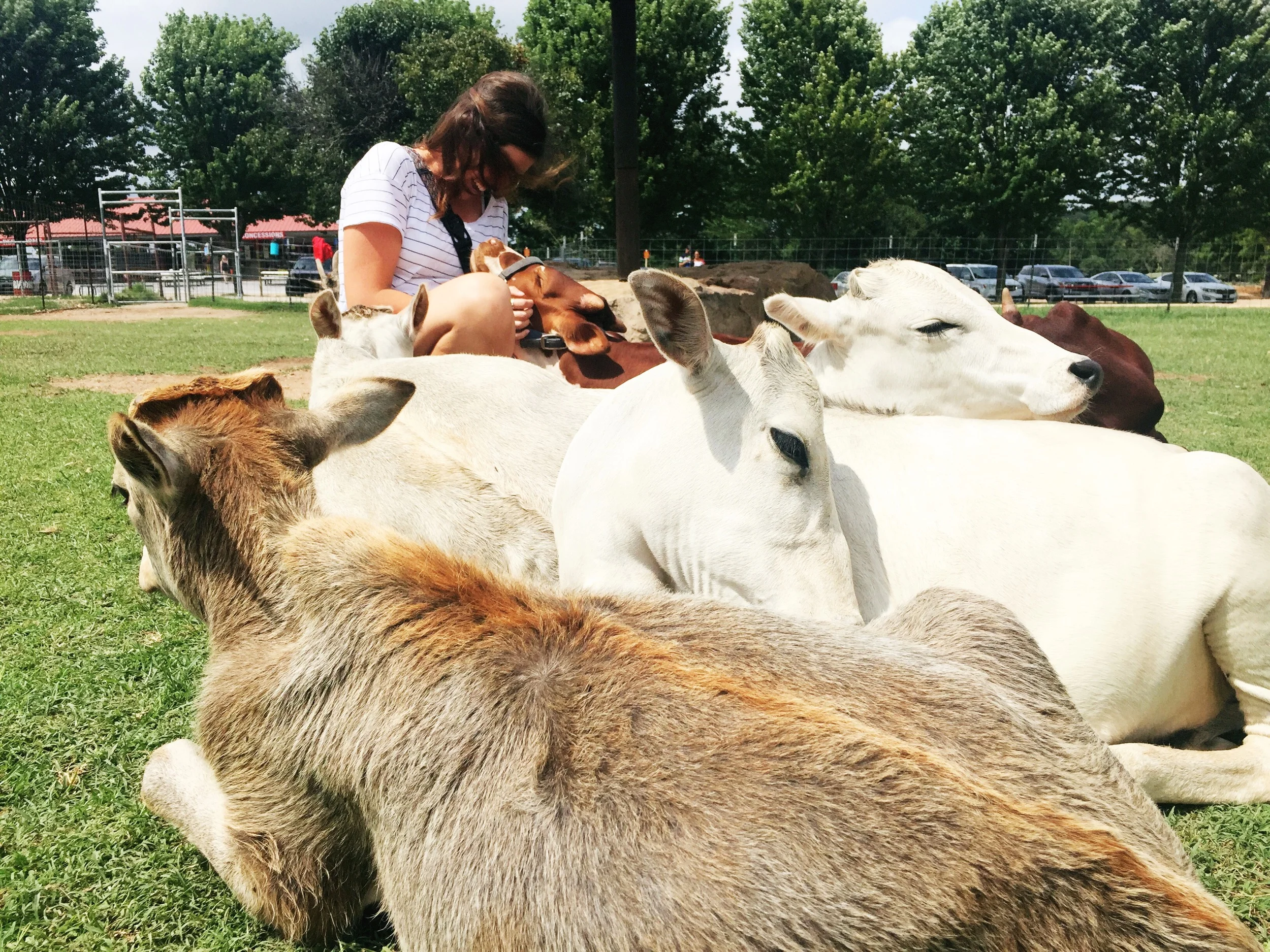 The little brown cow licked my arm...and it was a really weird feeling. 