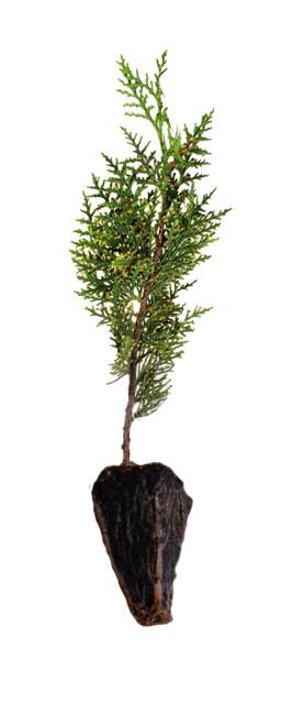 plant-plug.png