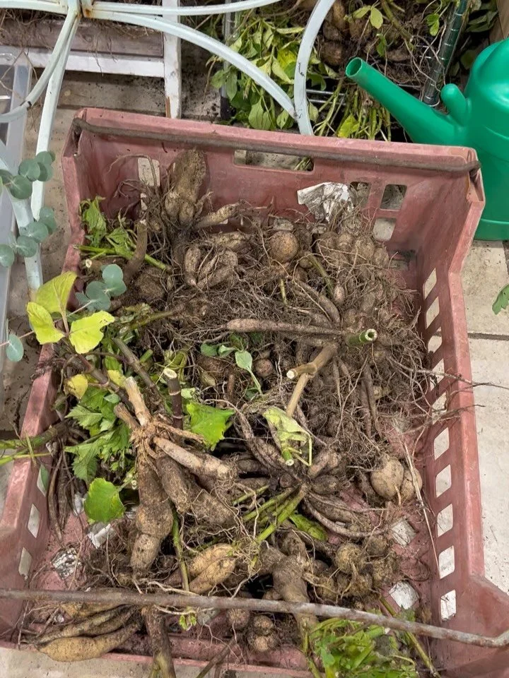 Our Dahlia&rsquo;s have been drying in the workroom all week and now it&rsquo;s time to store them for next year 🪴 👋 

I used wood shavings last year and that worked really well so am doing the same this year. Guess the most important thing is to m