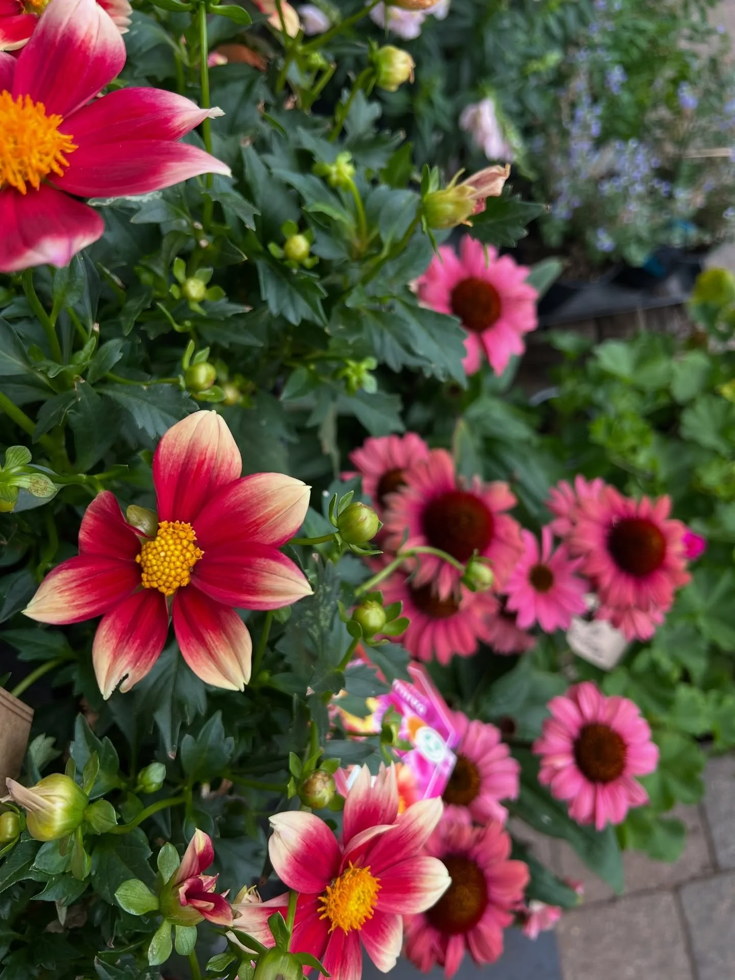 It&rsquo;s the last week before we close for a little Summer break. There&rsquo;s a sale on for our garden plants with many over 50% off. 
We&rsquo;re open as usual Tues-Fri 10-4 and Saturday 9-4
🌿🌿🌿🌿

#littlechalfont #plantsale