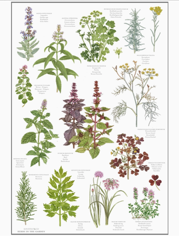 Herbs TT.png