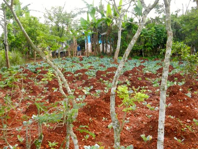 cabbage field.jpg