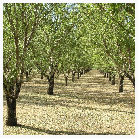 Almond Orchard
