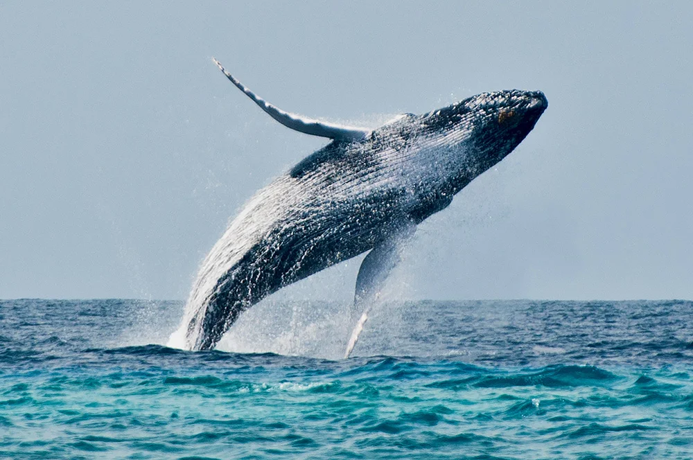 whale breech1000.jpg