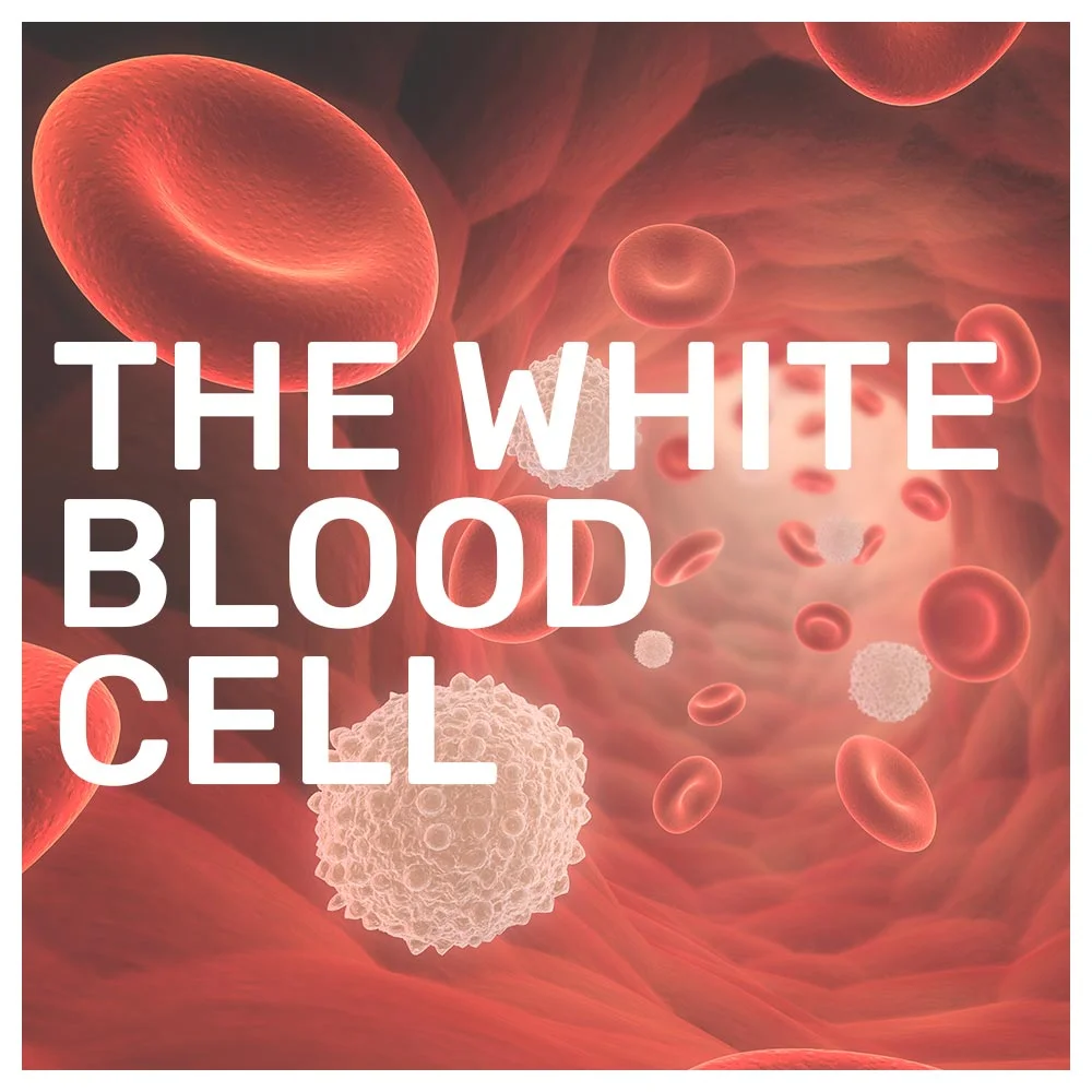 The White Blood Cell
