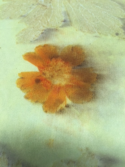 Print of yellow coreopsis blossom and grevillea on silk jersey.