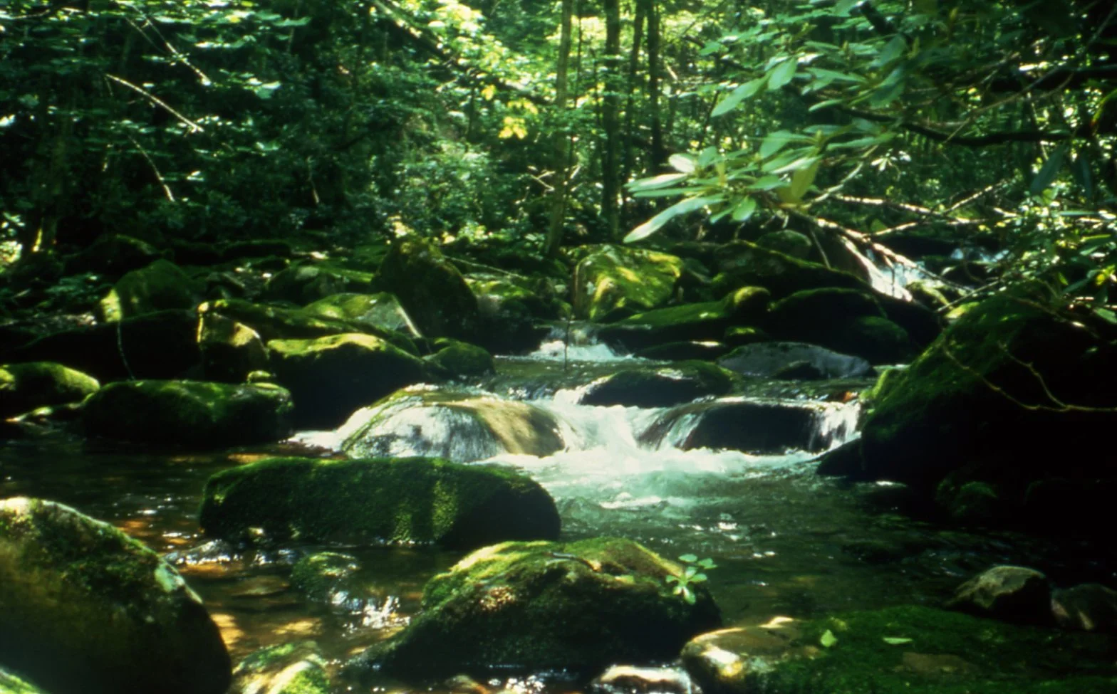 Great Smoky Mountains National Park. North Carolina, USA