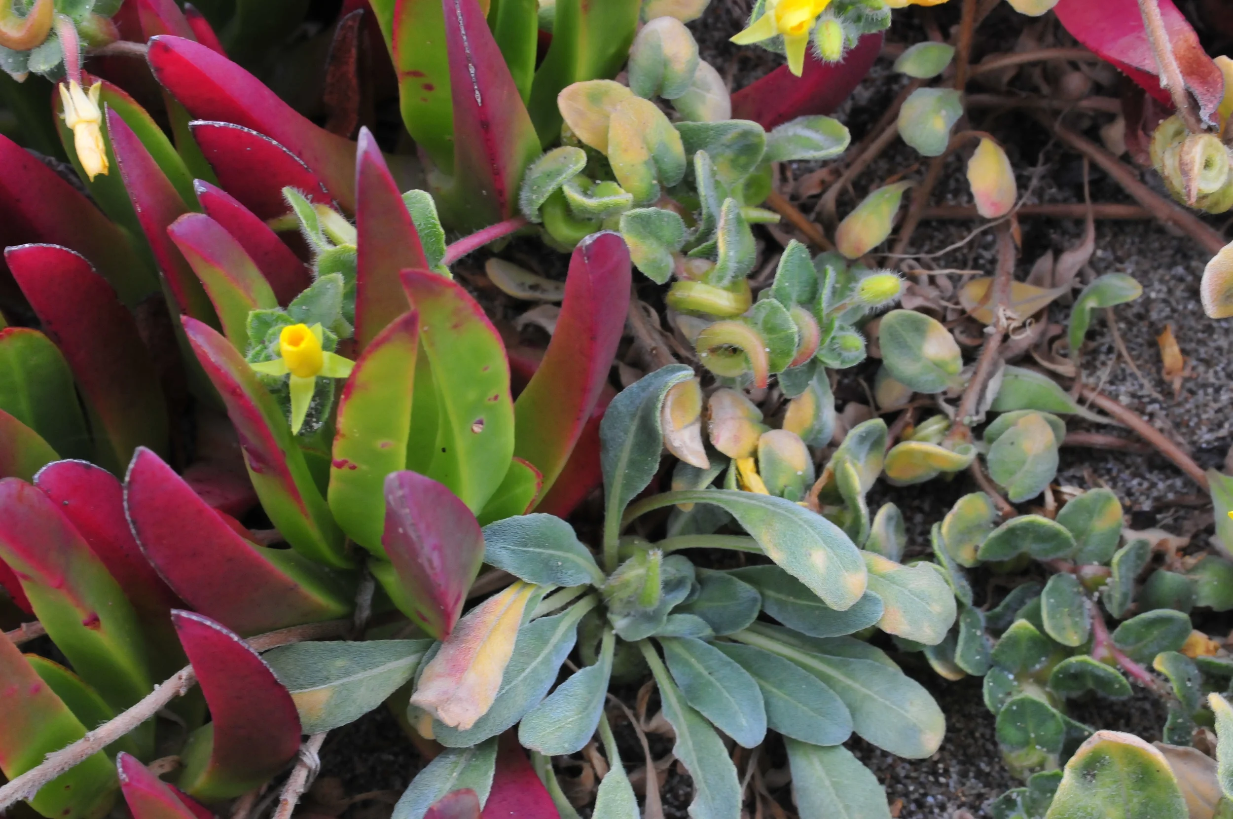 Point Reyes National Seashore, California, USA