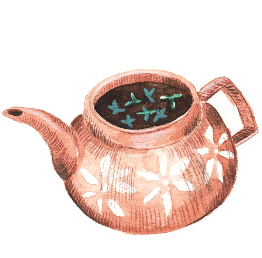Anne Quadflieg Tea Seeds Plants_3.jpg
