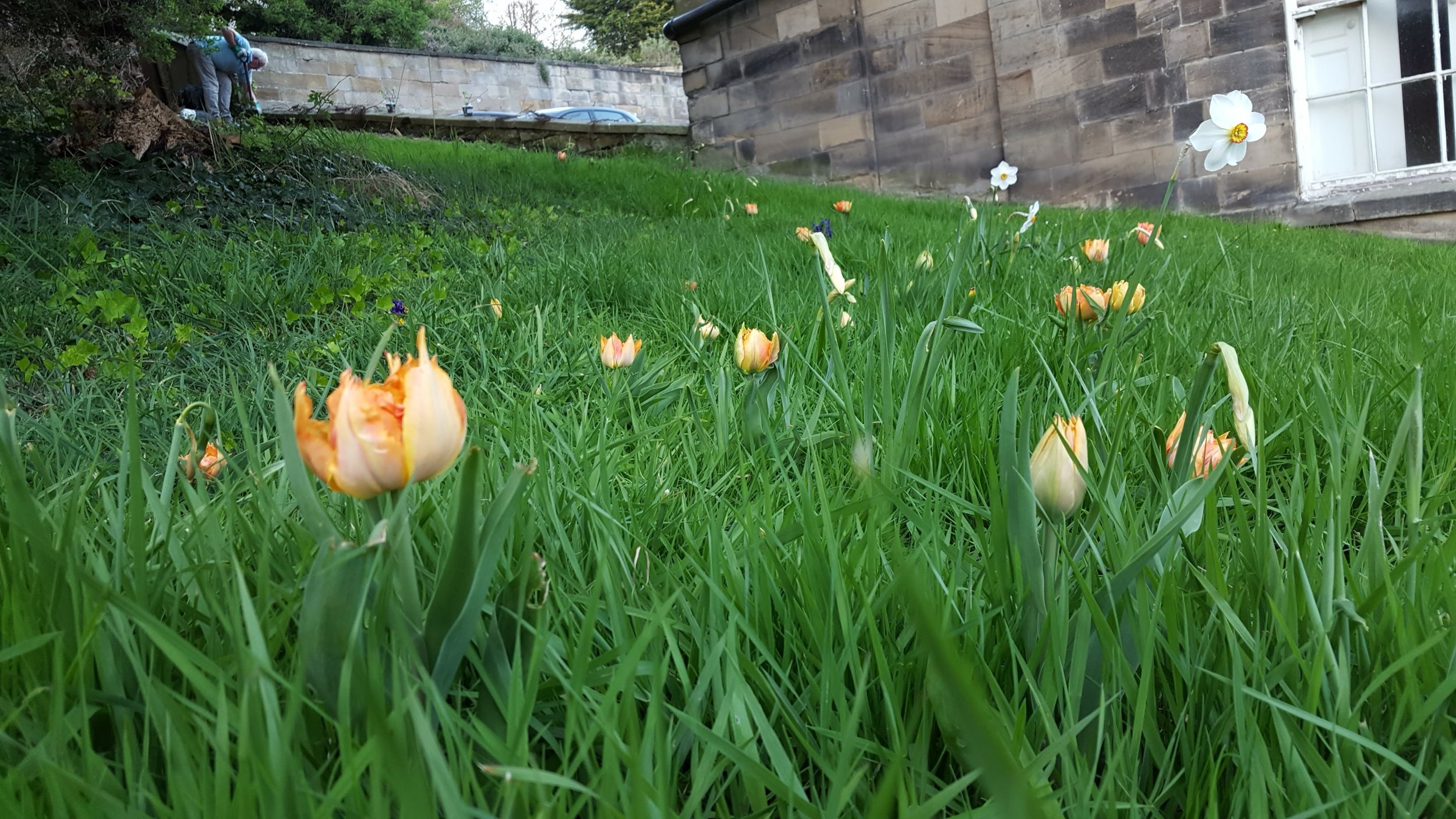 Nice to see the tulips appearing