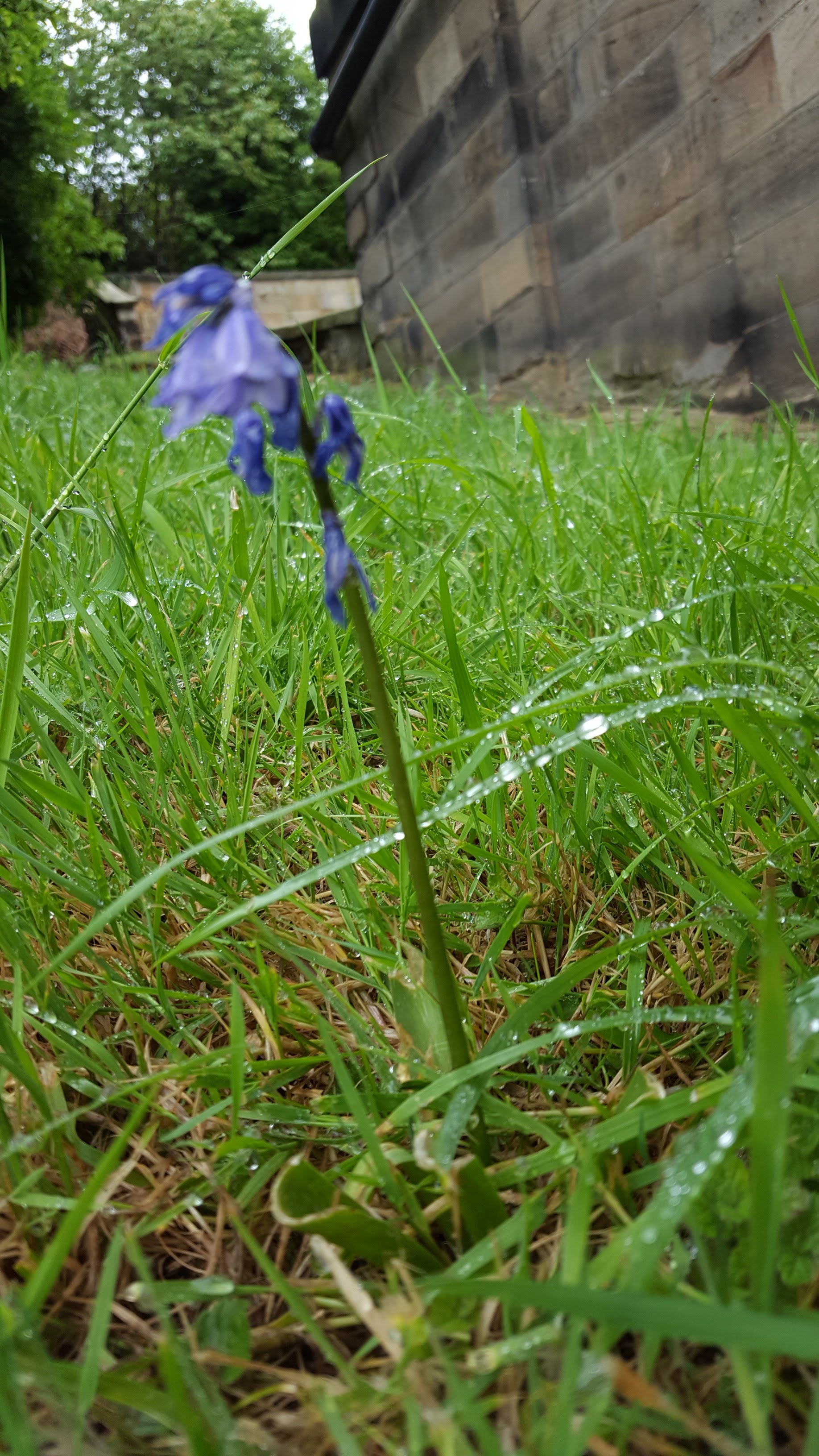More wildflowers push through the grass