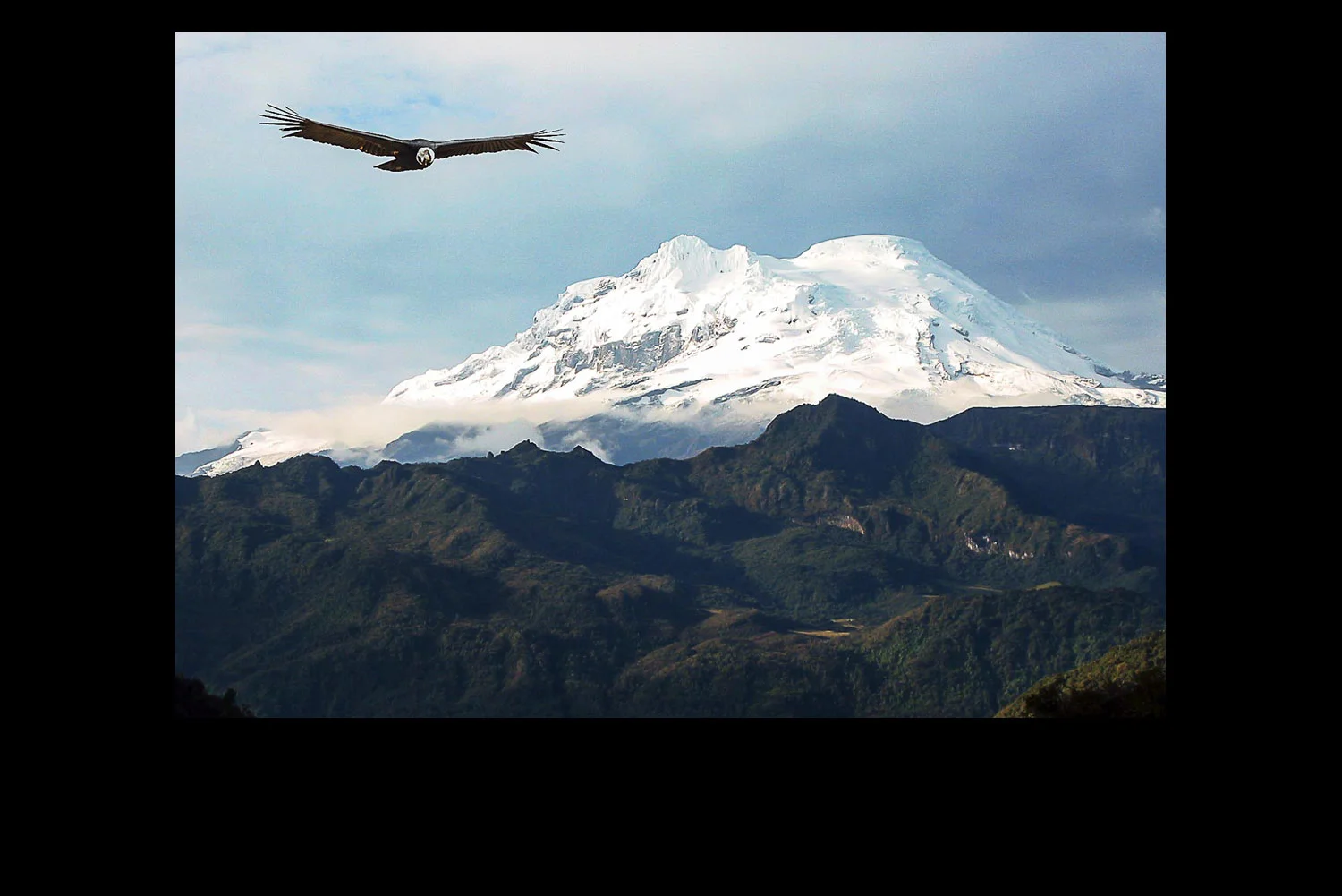 Andean-Condor-&-Antisana-mountains-Ecuador.jpg